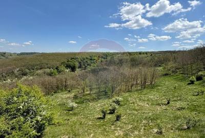 Teren de 659000 mp, în Copșa Mică - 11