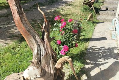 Casă cu 6 camere în Periferie - 6