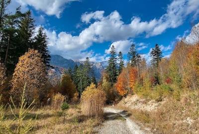 Teren Sinaia/Cumpatu - 6