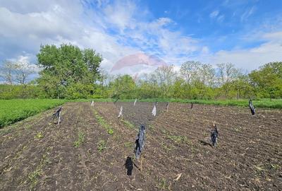 Casă  cu 3 camere, teren intravilan de 1300mp în Ipotești Tișăuți, SV - 27