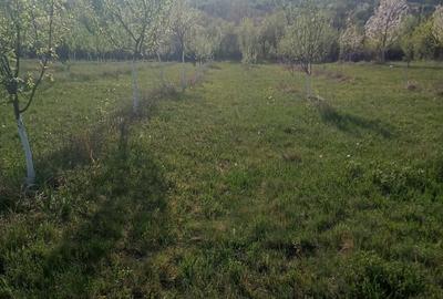 Teren de 7700 mp, în Dumbrăveni
