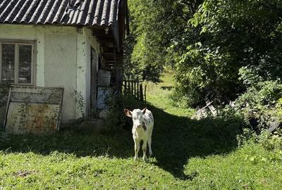 Casă cu 4 camere în Tulgheș - 5