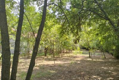 Teren de 4975 mp, în Belciug - 17