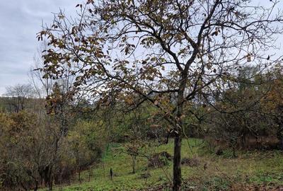 Teren de 2300 mp, în Vâlcănești - 6