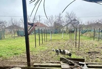 Proprietate mixta de vanzare locuin?a + hala Ta?nad, SM - 6