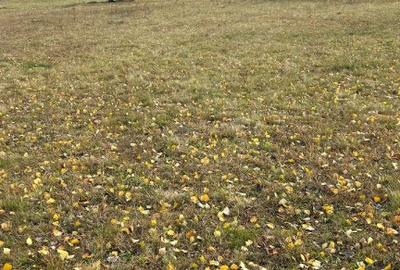 Teren intravilan 3.953 mp Ra?ca, Cluj - 3