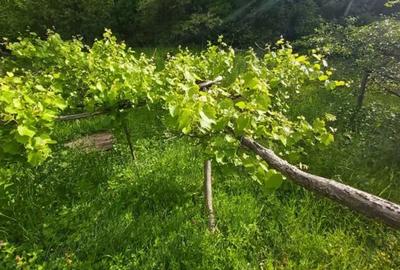 Casa batraneasca+Padure Fane?e - 1