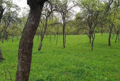 Casă cu 2 camere în Central - 4