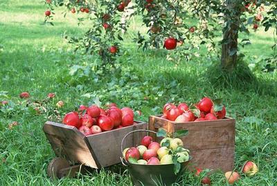 Casă individuală cu 3 camere cu Teren 1100 Mp în Prejmer - 13