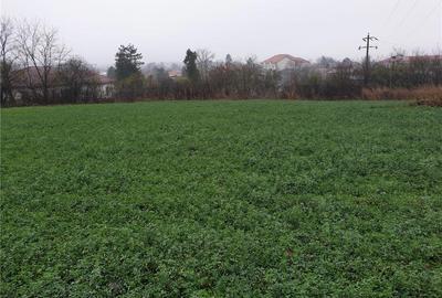Teren de 6000 mp, în Comana - 7