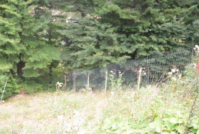 Busteni-Teren cu panorama superba de vanzare - 10