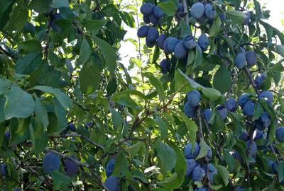 Teren de 1000 mp, în Berchez - 1