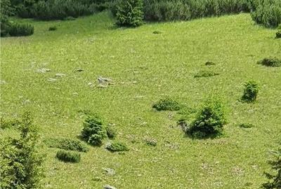 SUPER OPORTUNITATE, DE VANZARE O PROPRIETATE SPECIALA, MUNTELE VARFUL GROAPELE , - 17