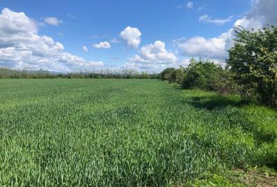 Teren extravilan de 7400 mp, în Zamfira - 5