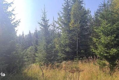 Teren de 6450 mp, în Neagra - 3