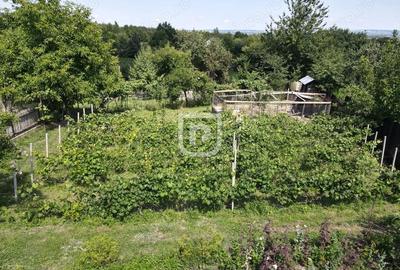 Ferma agricola, plantatii de mure, trandafiri, vita-de-vie - 4