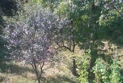 Casă cu 3 camere în Vișeu de Sus - 8