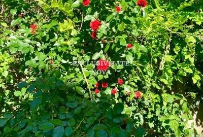 Vanzare Vila Baneasa - Willbrook - cu Deschidere la Padure ! Vanzare Vila Baneasa - Willbrook - cu Deschidere la Padure ! - 11