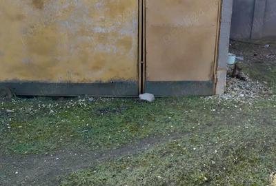 Casă cu 5 camere cu Teren 3000 Mp în Salcia - 5