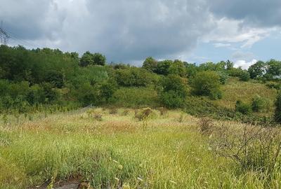 Parava, sat Dragusani, teren 4800mp, la asfalt - 11