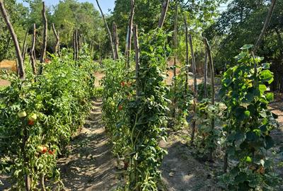 Casa ?i teren de vanzare - 6