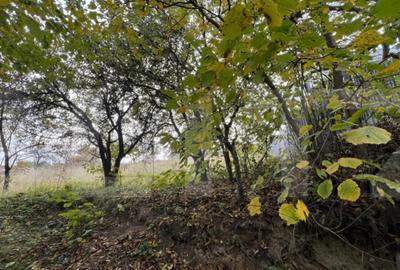 Teren de 702 mp, în Bună Ziua - 3