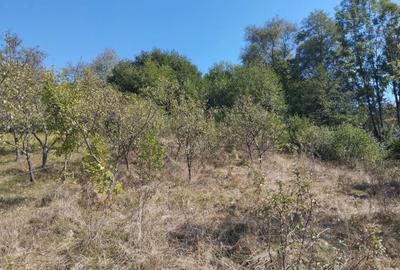 Teren de 4630 mp, în Becaș - 3
