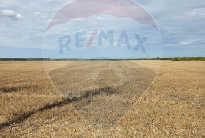 Teren Construcții intravilan de 5000 mp, în Ciolpani - 3