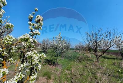 Casă cu 3 camere cu Teren 2175 Mp în Vinga - 11
