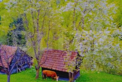 Teren de 25200 mp, în Bran