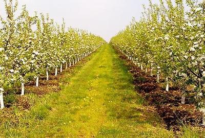 Teren în Central - 1