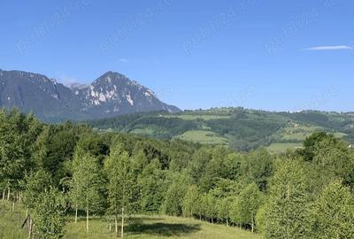 Teren de 4069 mp, în Poiana Mărului - 5