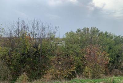 Teren Sabareni langa padure 10 minute pana in Bucuresti 6800mp - 2