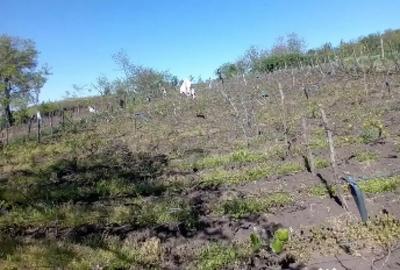 Teren de 2500 mp, în Trestiana - 2