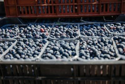 Plantatie de afine la cele mai inalte standarde, de vanzare! - 9