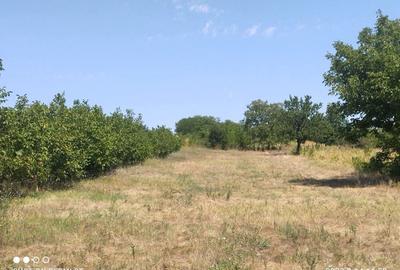 Teren de 3400 mp, în Daia - 1