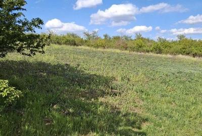 Teren de 1000 mp, în Calea Aradului - 1