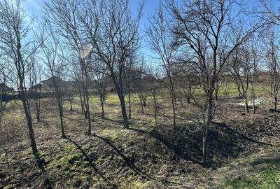 Teren de 960 mp, în Păulești - 2