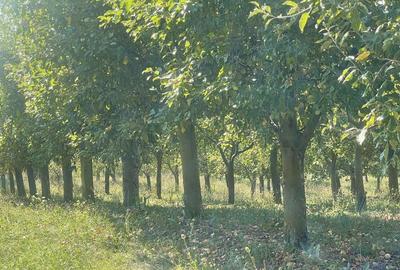 Casă cu 3 camere în Săliște - 1