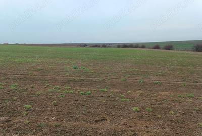 Teren de 558 mp, în Livada de Bihor - 2