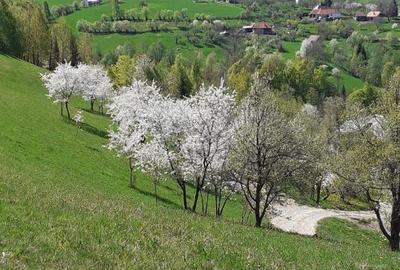 Spațiu comercial, în Bran - 1