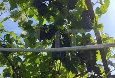 Spațiu comercial, în Nicula - 14