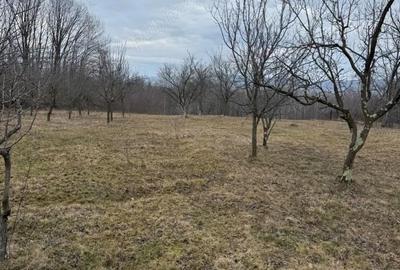 Teren de 4000 mp, în Ștubeiu - 3