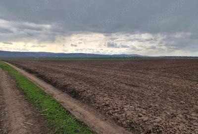 Teren de 10000 mp, în Vest - 7