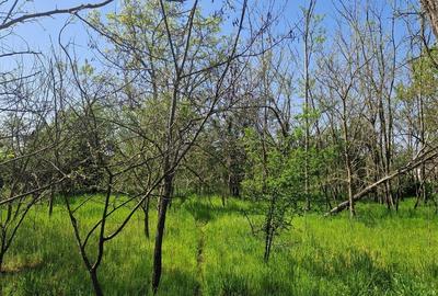 Casa de vanzare comuna Ianca judetul Olt - 6