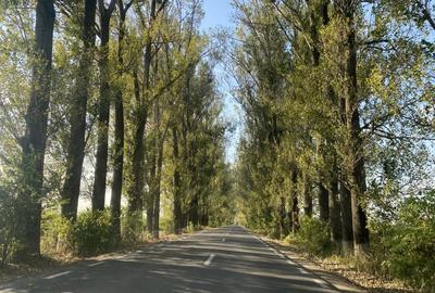 Teren rezidential retras langa lac SNAGOV in Silistea Snagovului, DN1, A3 - 3
