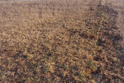 Teren agricol extravilan de 2180 mp, în Gârbău - 4