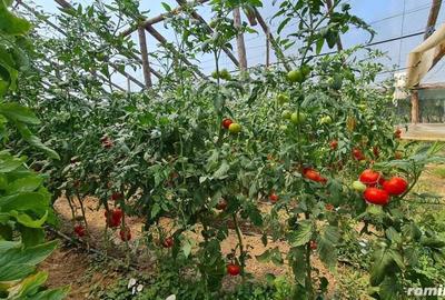 Investitie sigura! Vanzare ferma de legume care merge in plin! - 2