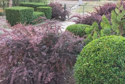 Casă cu 3 camere în Dănești - 5