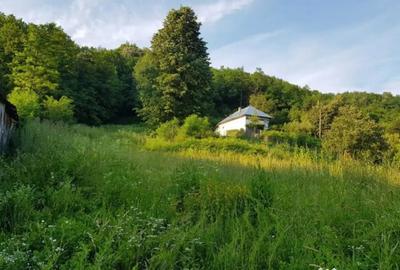 Teren de 7000 mp, în Ștubeie Tisa - 11